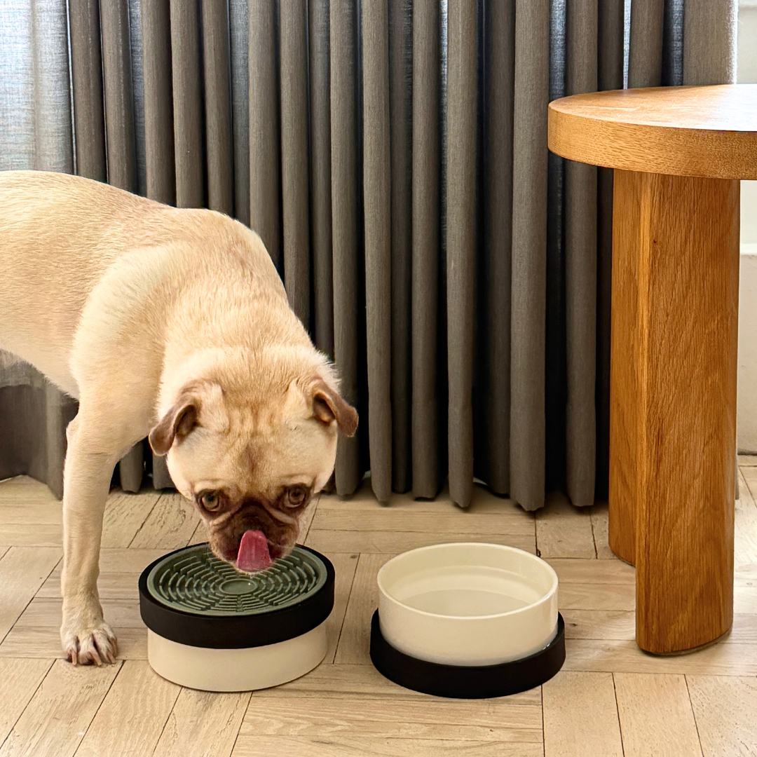 A pug dog enjoys green silicone lick mat in cream and black ceramic dish inside minimalist apartment