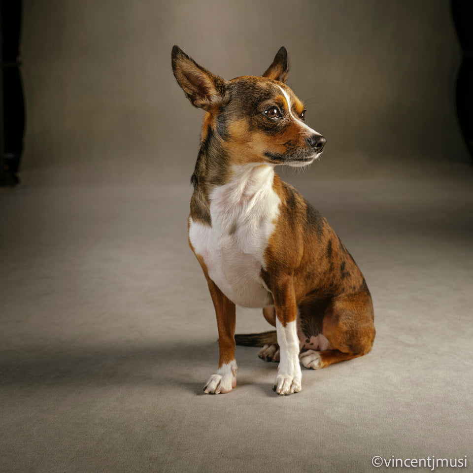 Meet Rolly Tips & Tricks – Minimal Animal