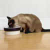 A Burmese cat enjoys a silicone lick mat nested in a minimalist cream-and-black porcelain dish